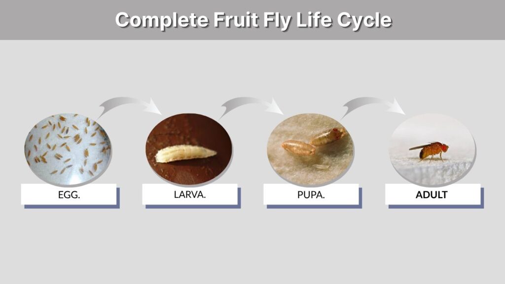 Complete Fruit Fly Life Cycle