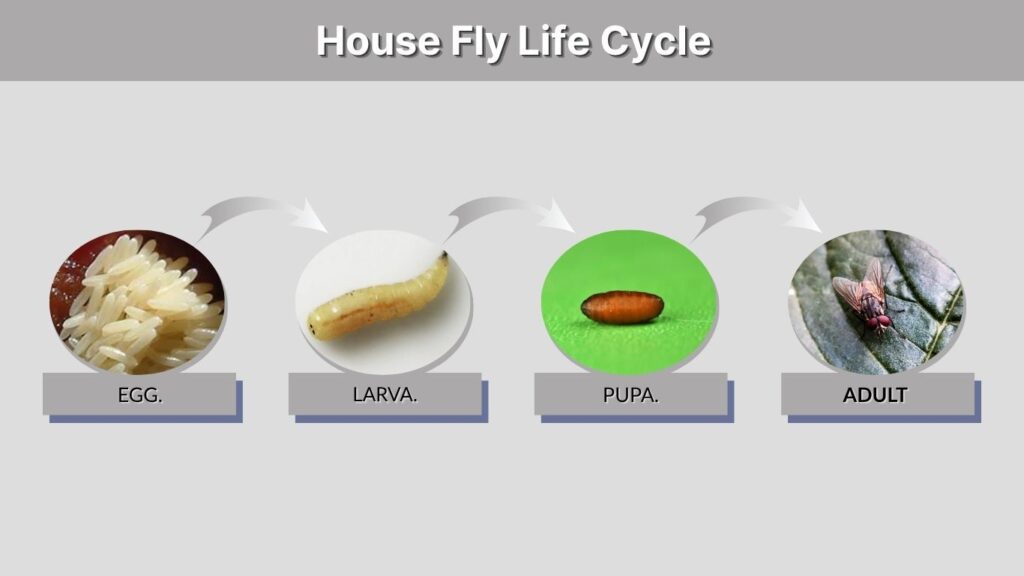 House Fly Life Cycle