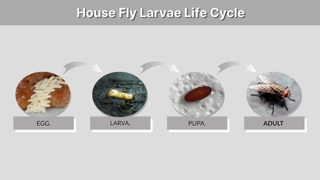 House Fly Larvae Life Cycle