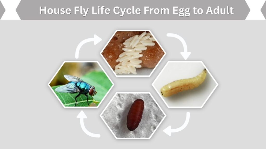 House Fly Life Cycle From Egg to Adult