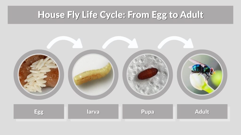 House Fly Life Cycle: From Egg to Adult