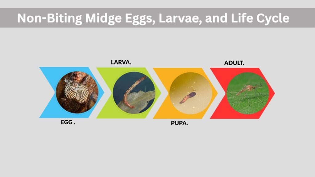Non-Biting Midge Eggs, Larvae, and Life Cycle