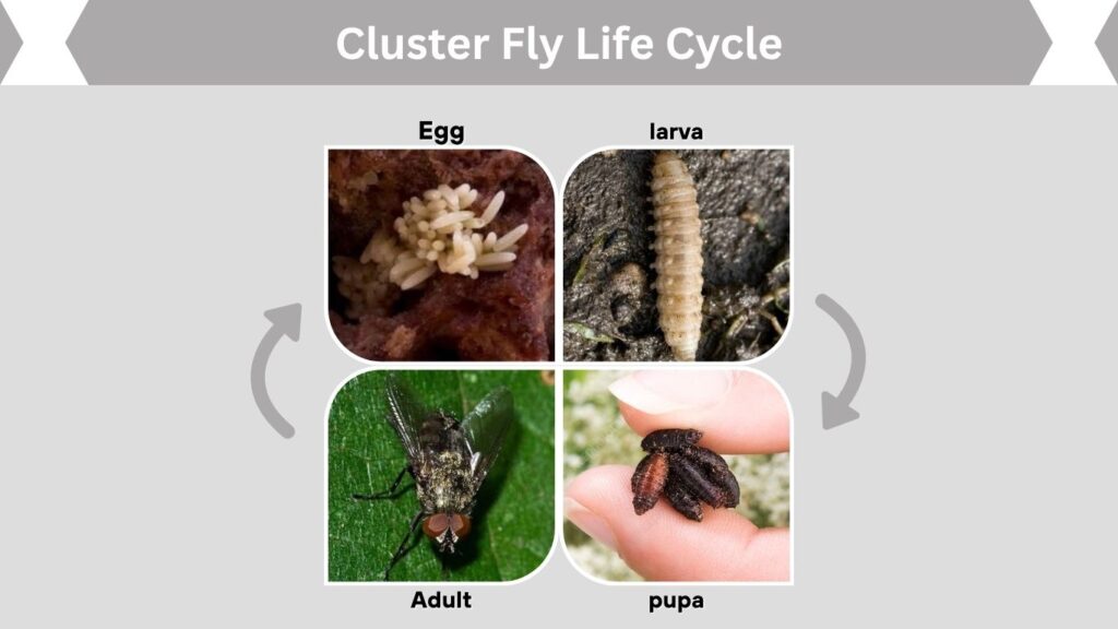 Cluster Fly Life Cycle