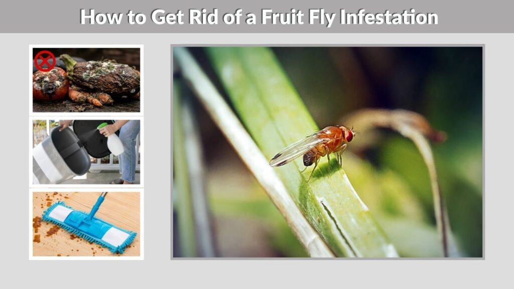 How to Get Rid of a Fruit Fly Infestation