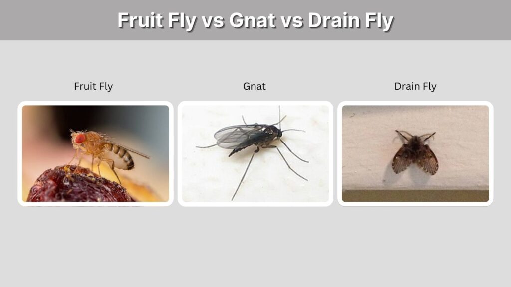Fruit Fly vs Gnat vs Drain Fly