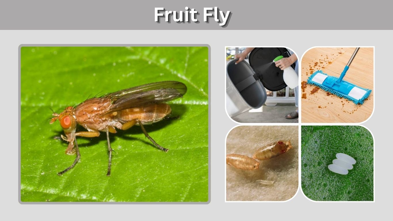 Fruit Fly: Identification, Life Cycle, Traps & Control