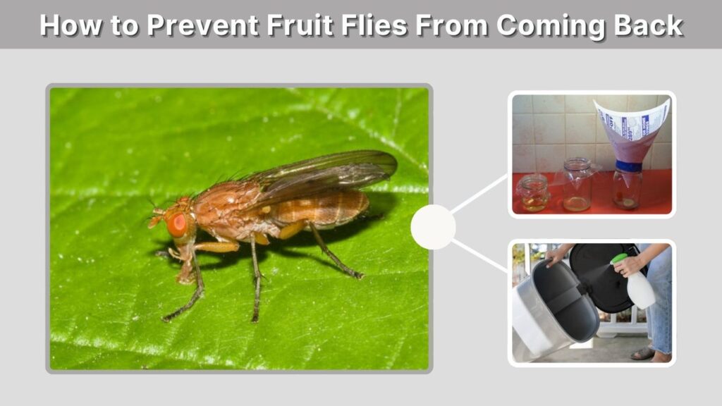 How to Prevent Fruit Flies From Coming Back
