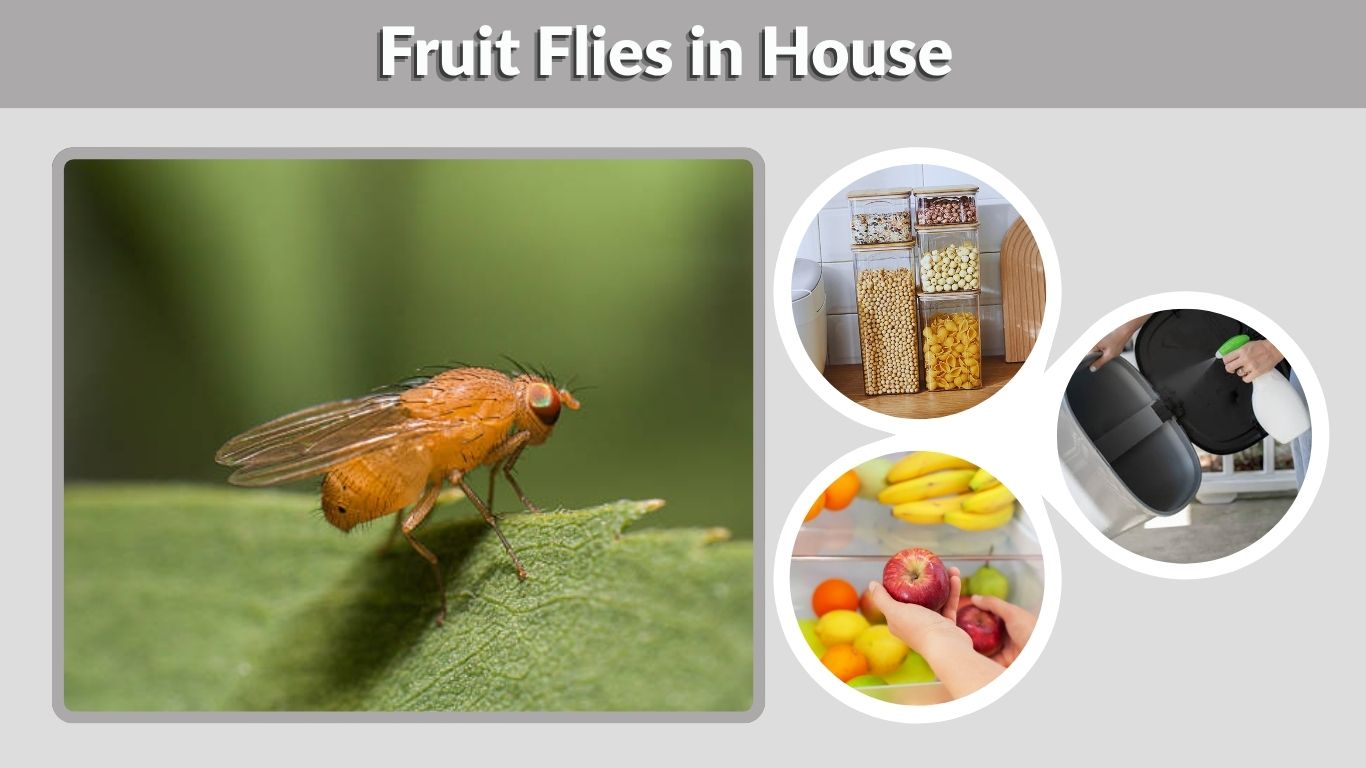 Fruit Flies in House: Causes, Removal & Prevention Guide