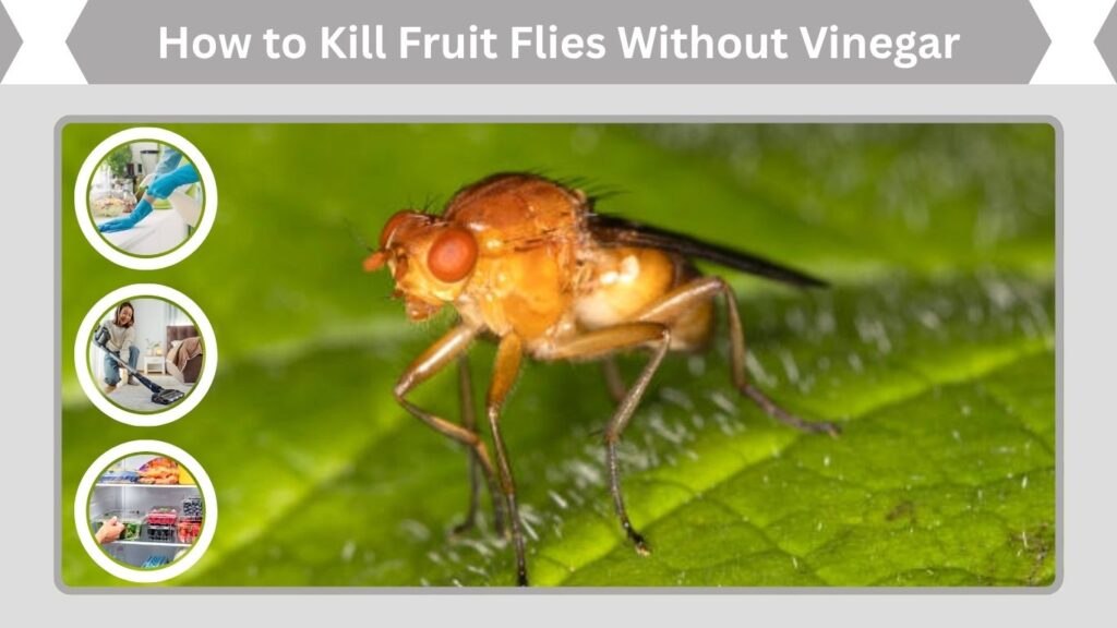 How to Kill Fruit Flies Without Vinegar