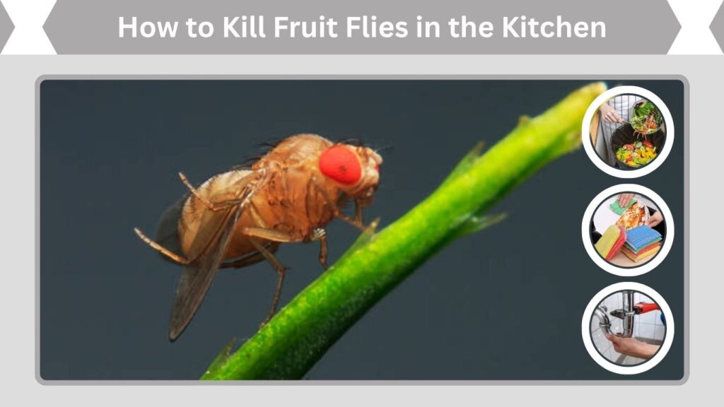 How to Kill Fruit Flies in the Kitchen