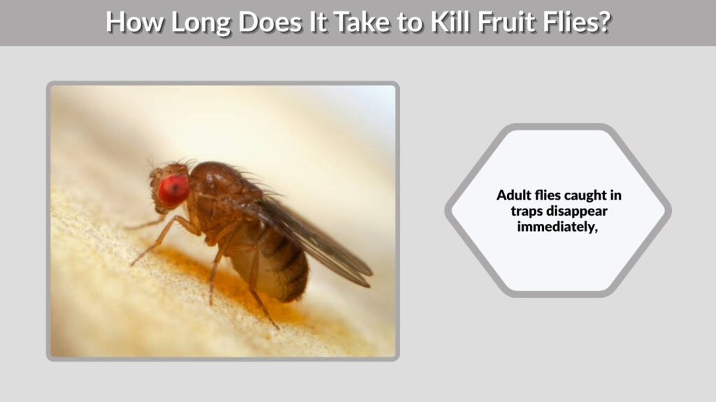 How Long Does It Take to Kill Fruit Flies?