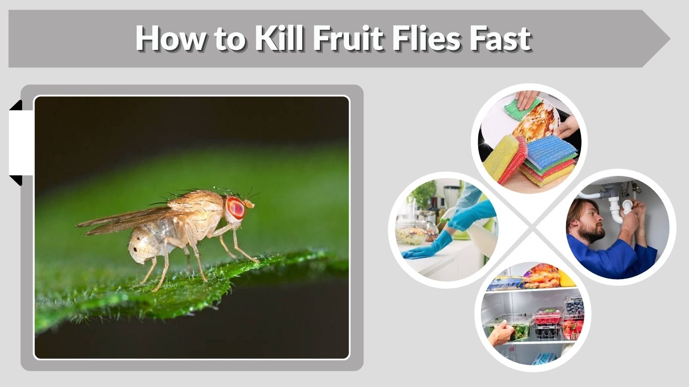 How to Kill Fruit Flies Fast: Traps, Drains & Prevention