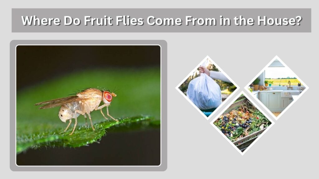 Where Do Fruit Flies Come From in the House?