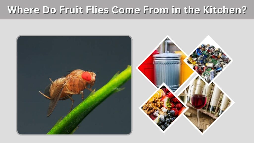 Where Do Fruit Flies Come From in the Kitchen?