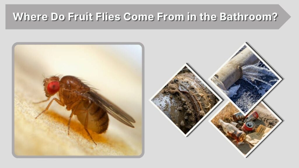 Where Do Fruit Flies Come From in the Bathroom?