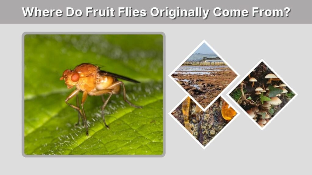 Where Do Fruit Flies Originally Come From?