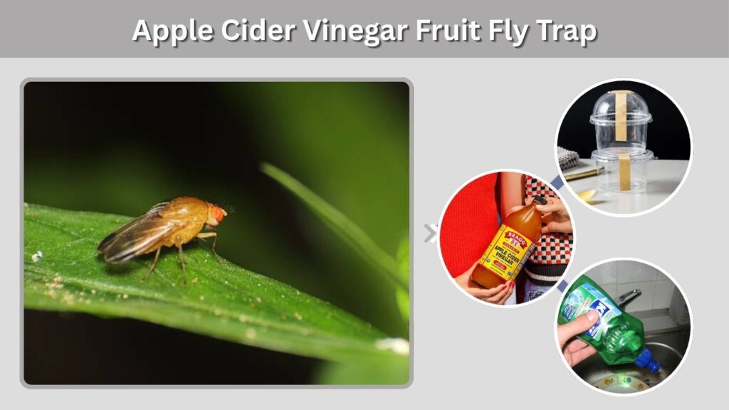 Apple Cider Vinegar Fruit Fly Trap