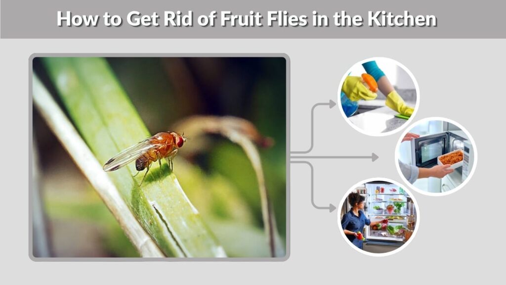 How to Get Rid of Fruit Flies in the Kitchen