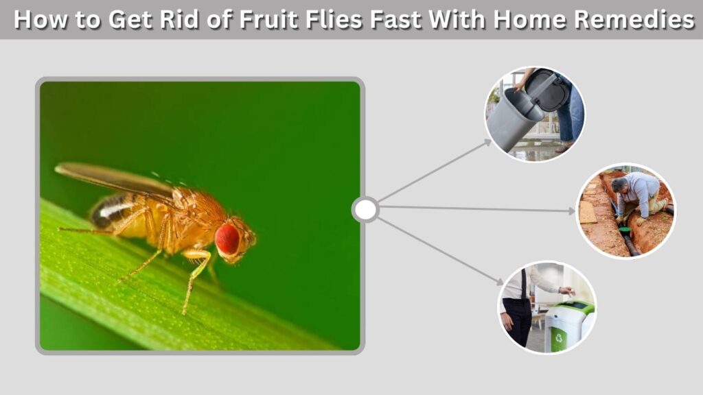 How to Get Rid of Fruit Flies Fast With Home Remedies