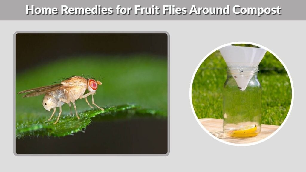 Home Remedies for Fruit Flies Around Compost