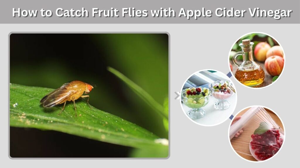 How to Catch Fruit Flies with Apple Cider Vinegar