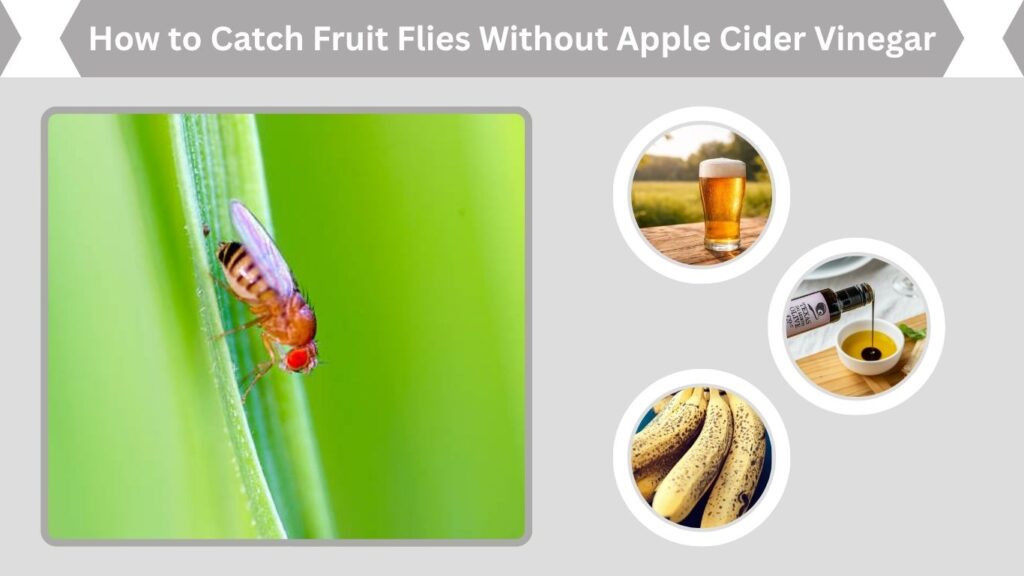 How to Catch Fruit Flies Without Apple Cider Vinegar