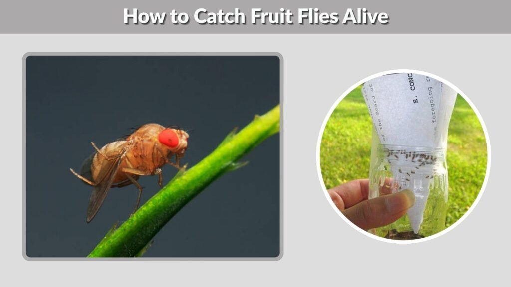 How to Catch Fruit Flies Alive