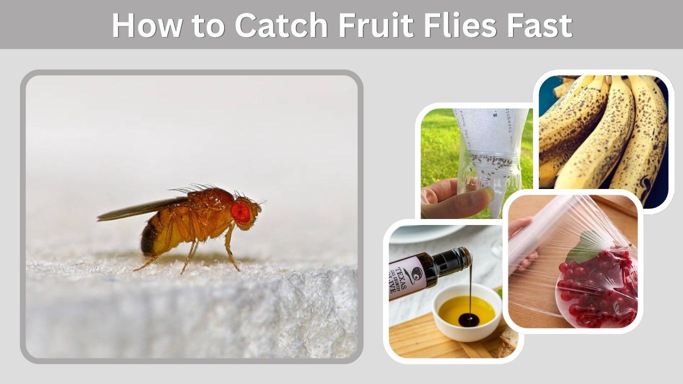 How to Catch Fruit Flies Fast with Simple Homemade Traps