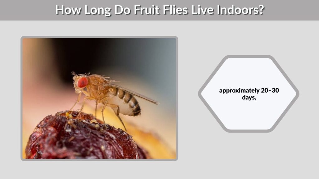 How Long Do Fruit Flies Live Indoors?
