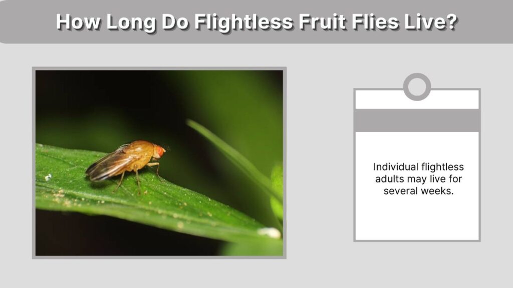How Long Do Flightless Fruit Flies Live?