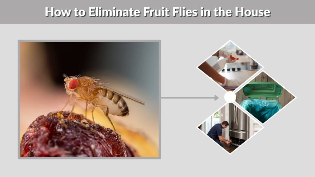 How to Eliminate Fruit Flies in the House
