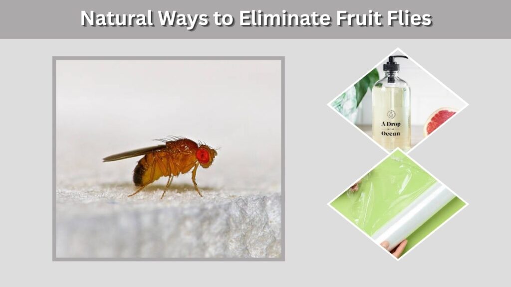 Natural Ways to Eliminate Fruit Flies