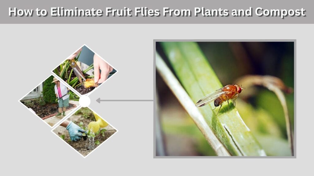 How to Eliminate Fruit Flies From Plants and Compost