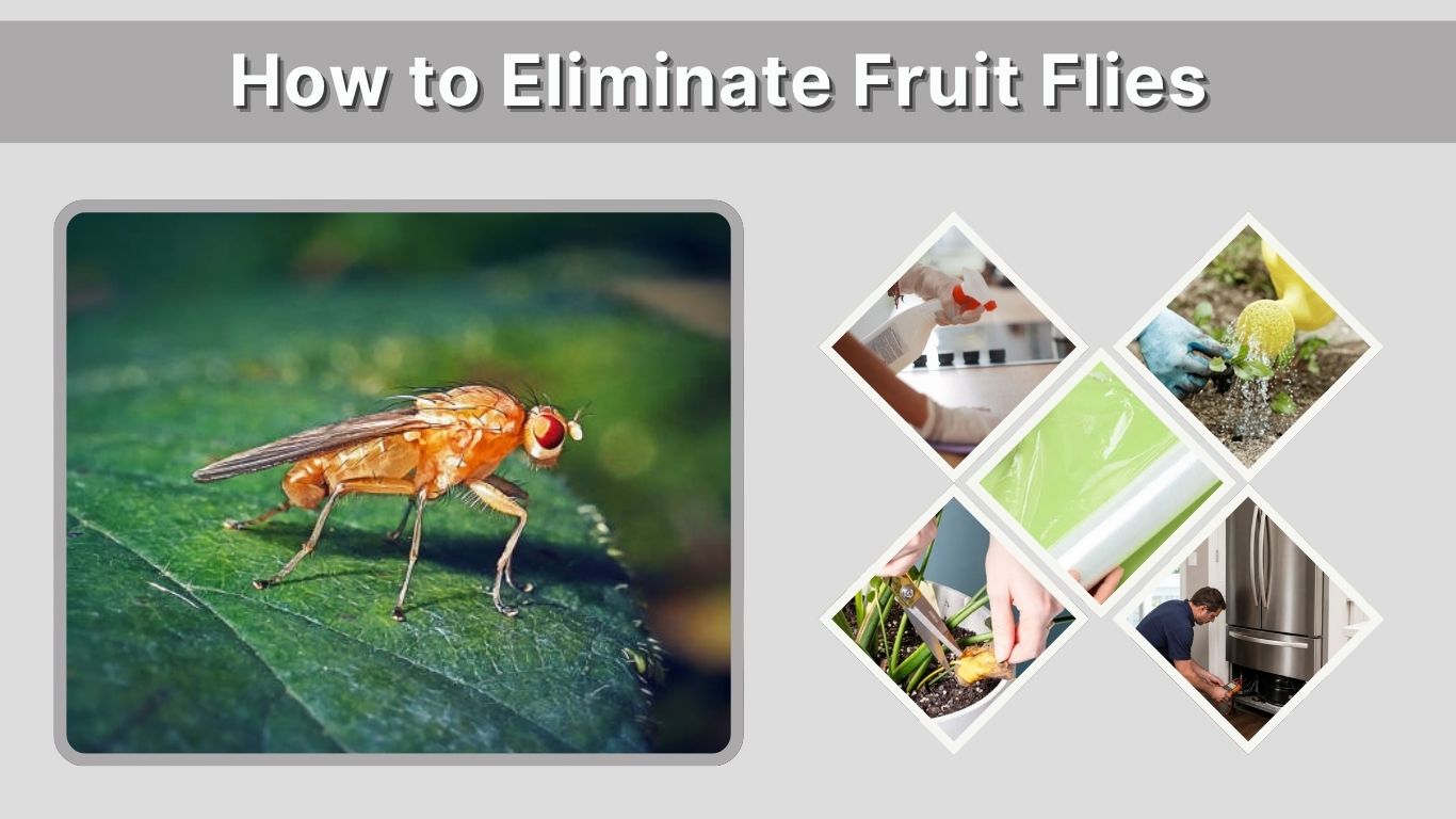 How to Eliminate Fruit Flies Fast From Your Home