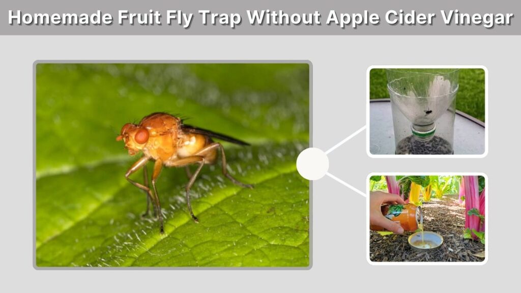 Homemade Fruit Fly Trap Without Apple Cider Vinegar