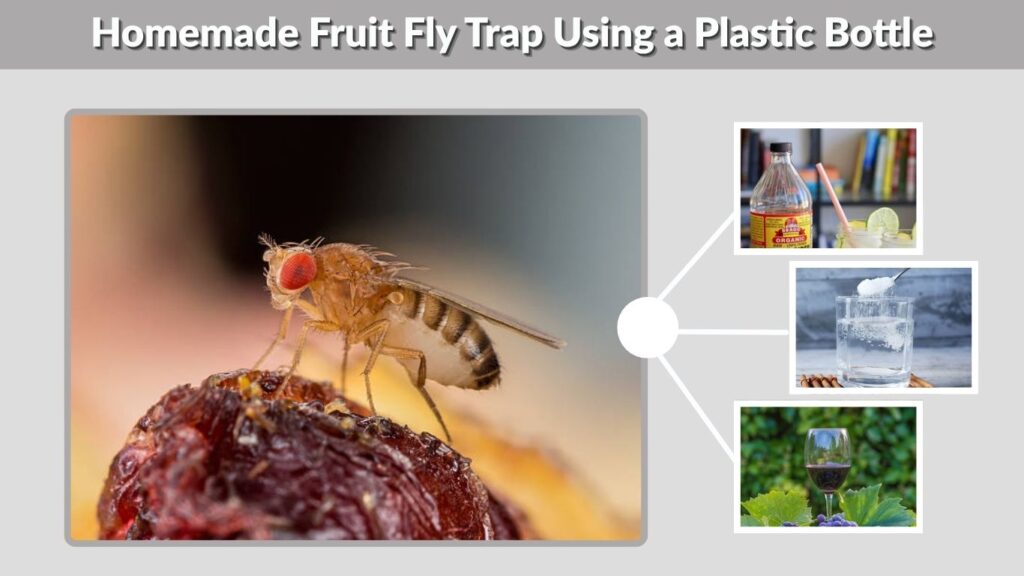 Homemade Fruit Fly Trap Using a Plastic Bottle