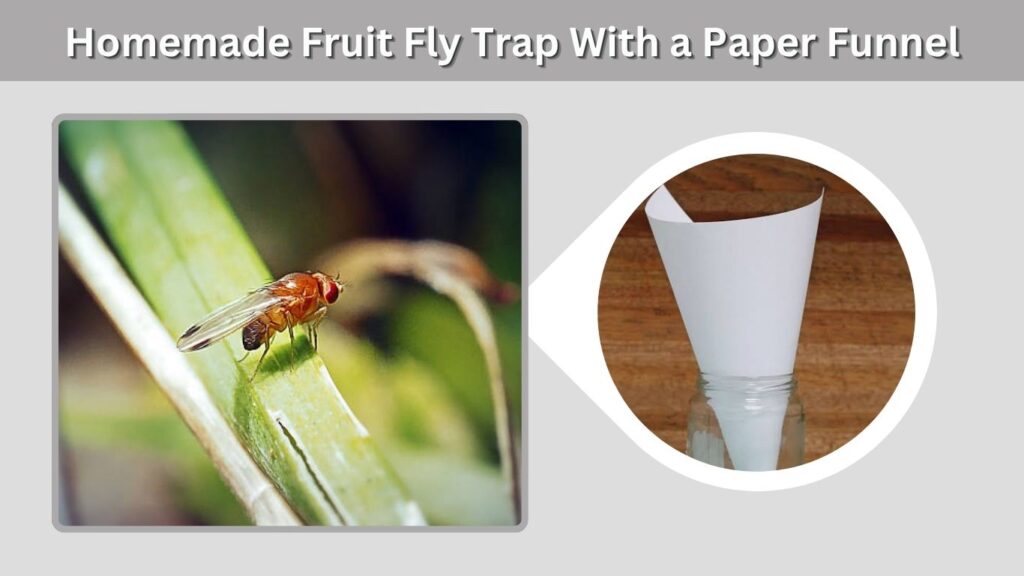 Homemade Fruit Fly Trap With a Paper Funnel