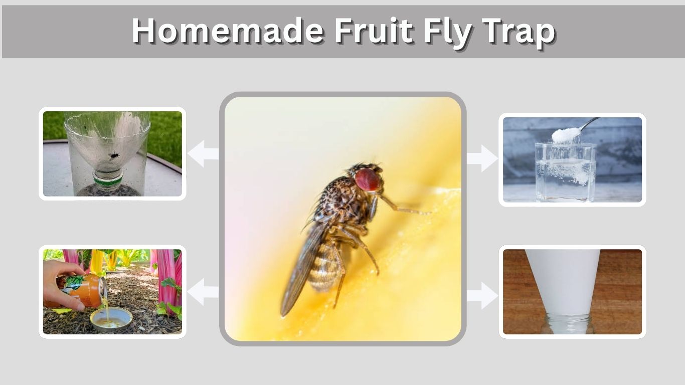 Homemade Fruit Fly Trap: Easy DIY Methods That Work