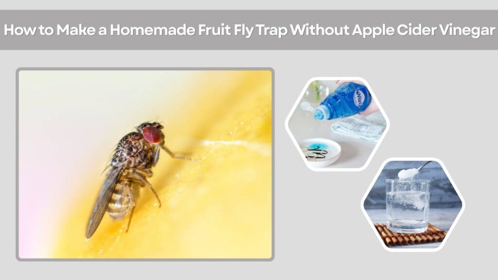 How to Make a Homemade Fruit Fly Trap Without Apple Cider Vinegar