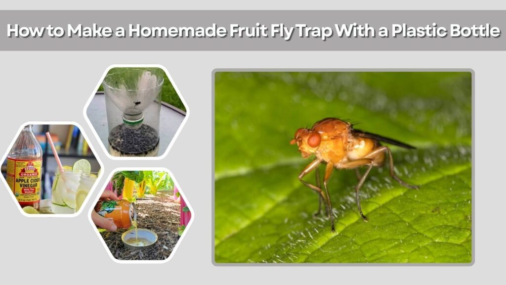 How to Make a Homemade Fruit Fly Trap With a Plastic Bottle