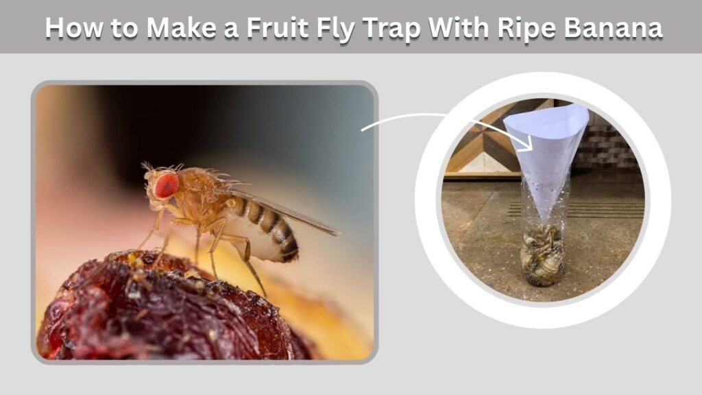 How to Make a Fruit Fly Trap With Ripe Banana