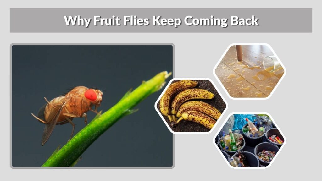 Why Fruit Flies Keep Coming Back