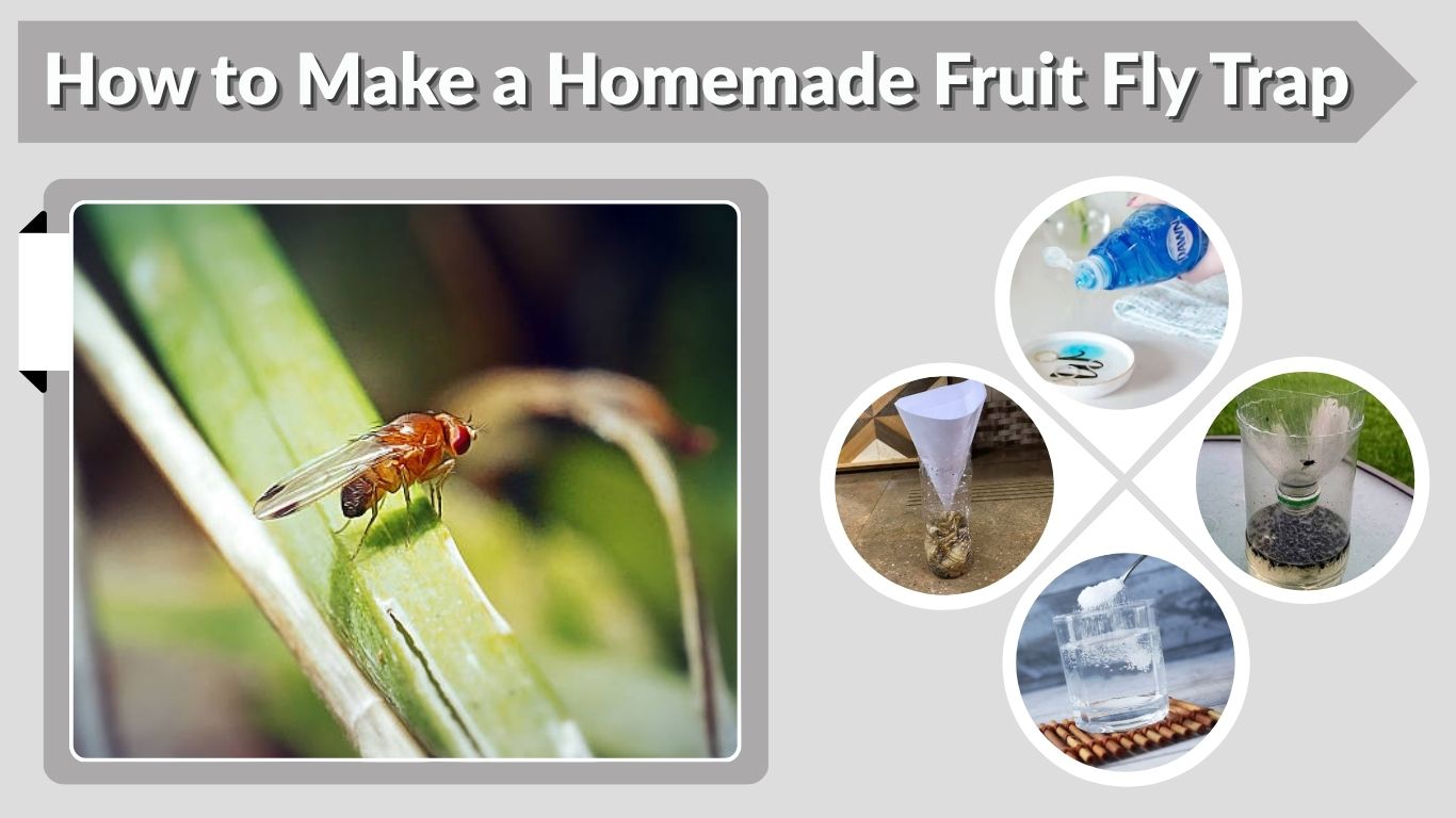 How to Make a Homemade Fruit Fly Trap That Works