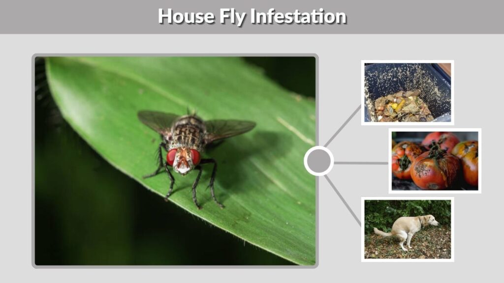 House Fly Infestation