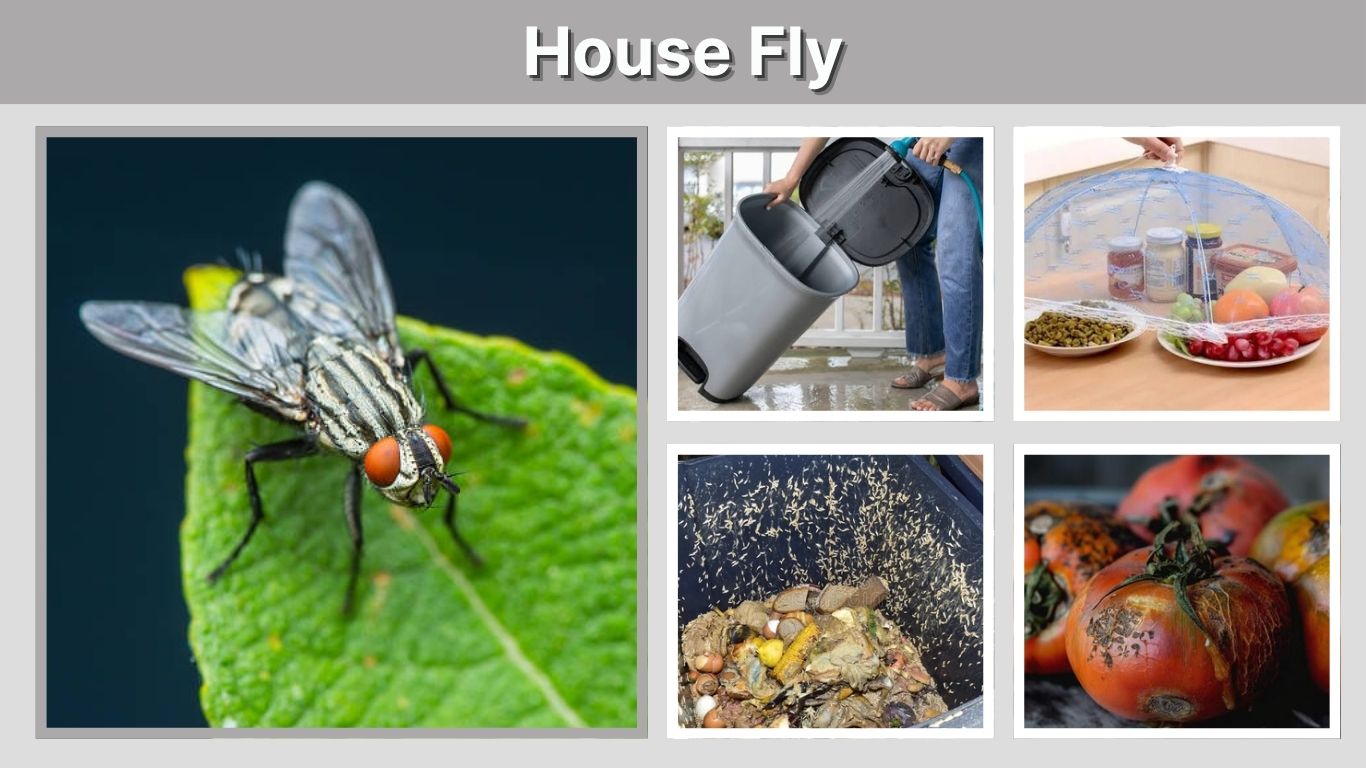House Fly: Identification, Life Cycle, Bites and Control