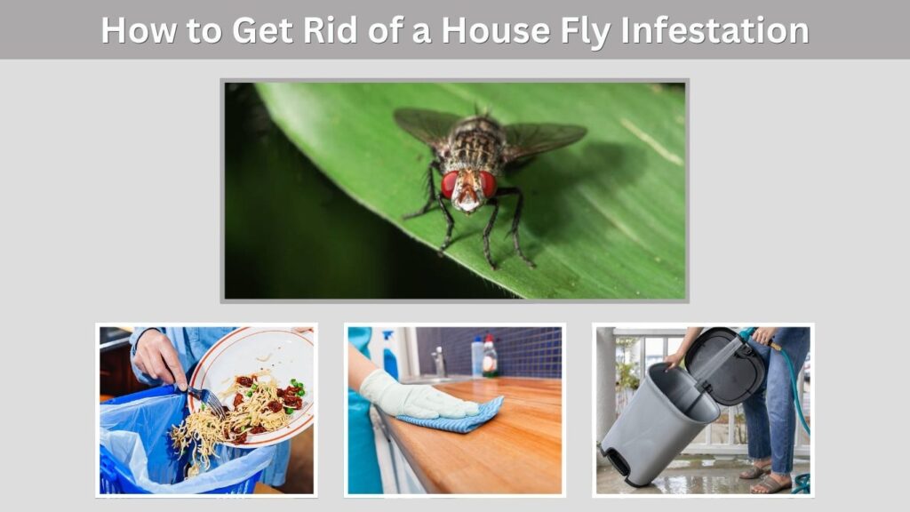 How to Get Rid of a House Fly Infestation