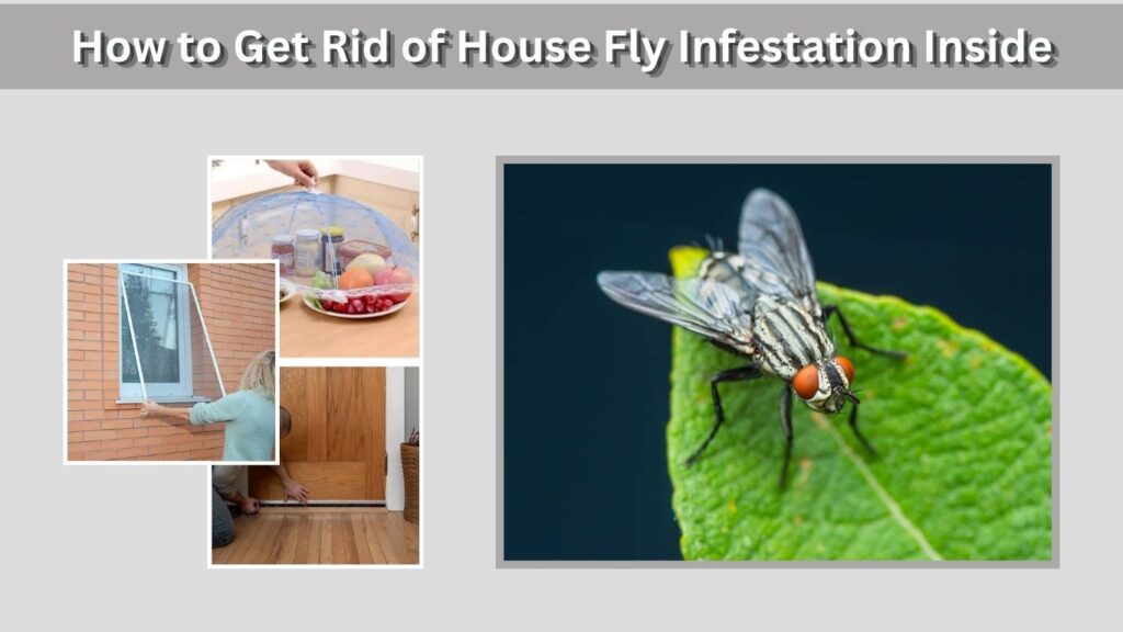 How to Get Rid of House Fly Infestation Inside