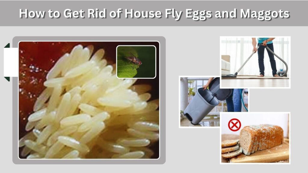 How to Get Rid of House Fly Eggs and Maggots