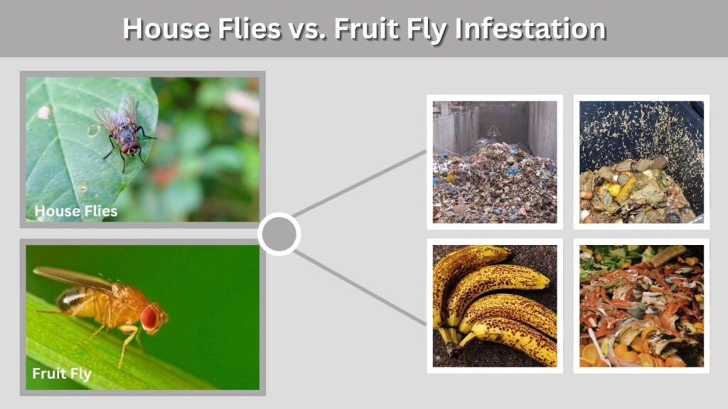 House Flies vs. Fruit Fly Infestation
