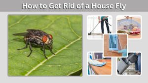 How to Get Rid of a House Fly Infestation Fast